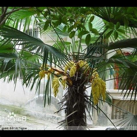 棕櫚樹風水 2000年生效